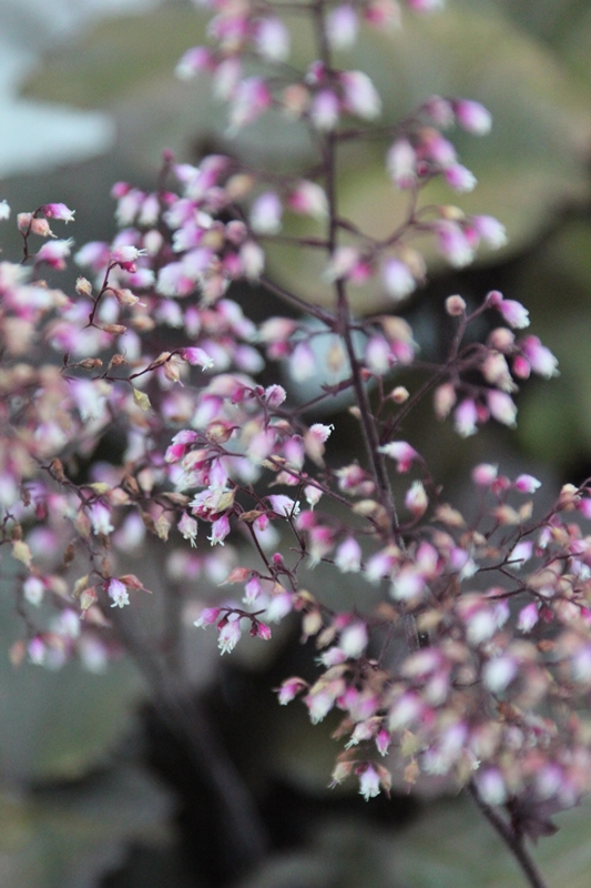 slideshow